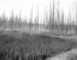 Yellowstone Wetlands