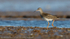 Redshank (Tringa totanus)
