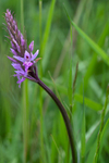 Common Spotted Orchid