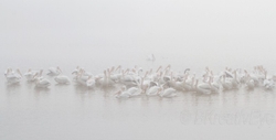 Birds 103