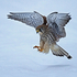 Kestrel Flying