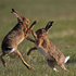 Hares boxing