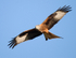 Red Kite