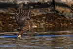 Sea Eagle & fish, cliff background, Flatanger, Norway