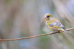 Greenfinch perched on thin twig, Otterbourne, Hampshire
