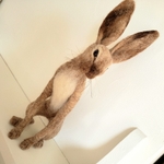 Seaterd hare. Photo 2.
