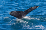 Black Fluke. 0A3A2218