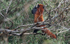 Red Panda