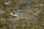 Marsh Frog