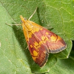  The Scarce Crimson and Gold, (Pyrausta sanguinalis,
