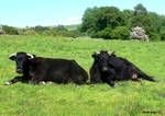 Welsh Black Cattle