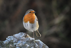 Robin III, Glendalough, Co. Wicklow