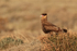 Crested Caracara, Torres del Paine, Chile
