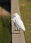Cattle Egrets