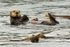 Sea Otter floating amongst kelp, Alaska