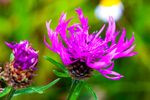 Knapweed Centaurea nigra-5866