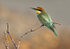 European Bee Eater