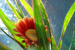 Flowers Set 08 - 07