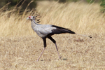 Secretarybird portfolio