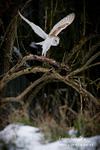 Barn Owl 220113 51