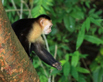 Capuchin monkey extends hand, Panama