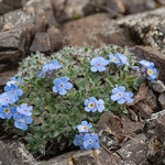 King of the Alps (Eritrichium nanum)