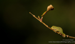 Baby chameleon on twig