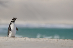 Magellanic Penguin standing on beach, Carcass Island, Falklands