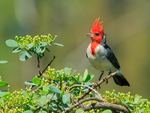 Red-crested Cardinal (adult), Kilauea Point, Kauai