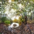 Wyman Meadow,  Walden