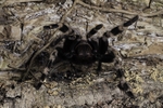Brazilian Giant White Knee Tarantula