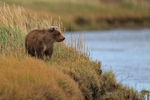 Bear cub pauses by river, Silver Salmon Creek, Alaska