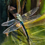 Print - Silver - John Slater - A Dragon Fly laying eggs on the weed