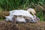 Cosy Under the Wing