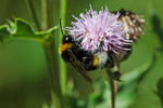 White-tailed Bumblebee