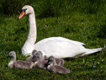 Mute Swan