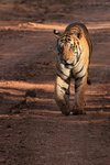 Tiger walking through light and shade, Panna, Madhyra Pradesh, India