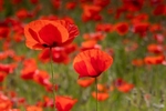 PHEA4120_Norfolk Poppys