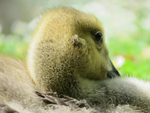 Gosling