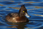 Tufted Duck (female)
