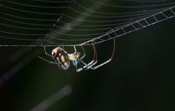 AnimalsCreatures _0099