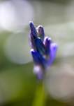 Bluebell macro 1