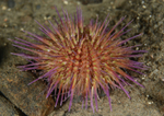 Psammechinus miliaris