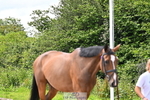 Wednesday Trot Up portfolio