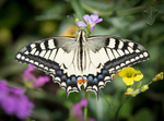 471A3662 Swallowtail, Capri, Italy