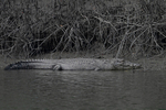 Crocodile
