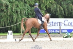 113-RIVERSTOWN.ROYAL-Georgie.Frow-DR portfolio