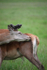 Red Deer _AN027