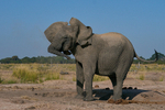Angry Elephant