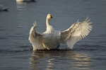 Whooper Swan